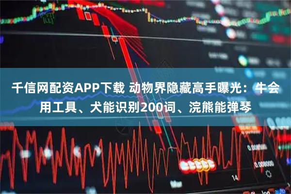 千信网配资APP下载 动物界隐藏高手曝光：牛会用工具、犬能识别200词、浣熊能弹琴