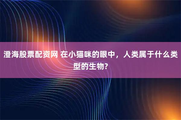 澄海股票配资网 在小猫咪的眼中，人类属于什么类型的生物?